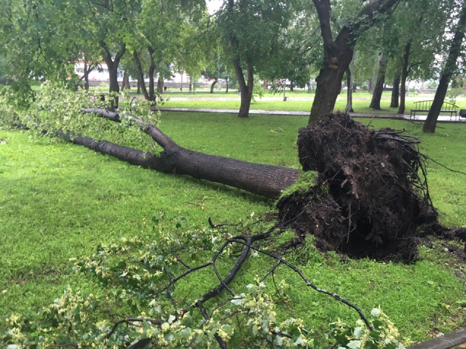 Деревья не терпят. Ураган в Перми 10 июля 2019. Упавшее дерево. Поваленное дерево. Падающее дерево.